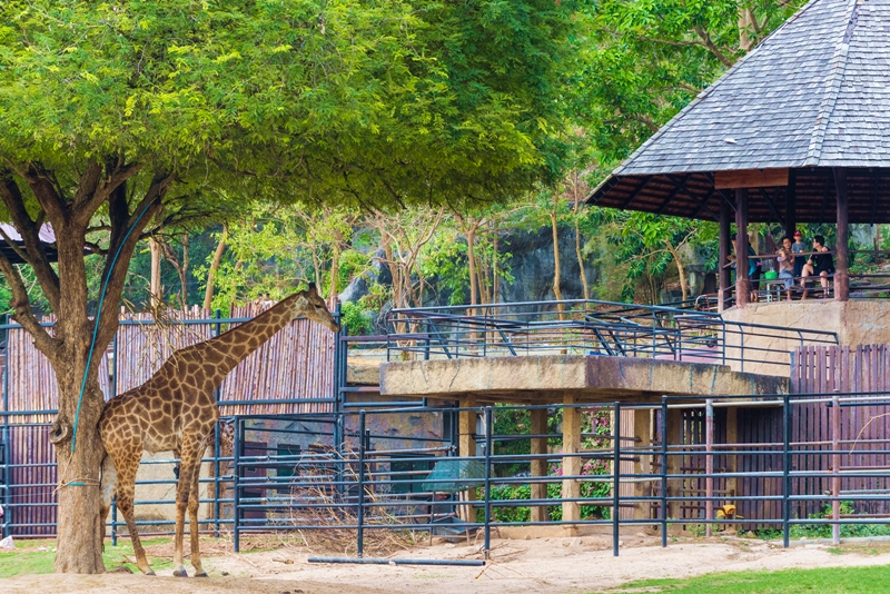 Khao Kheow Open Zoo