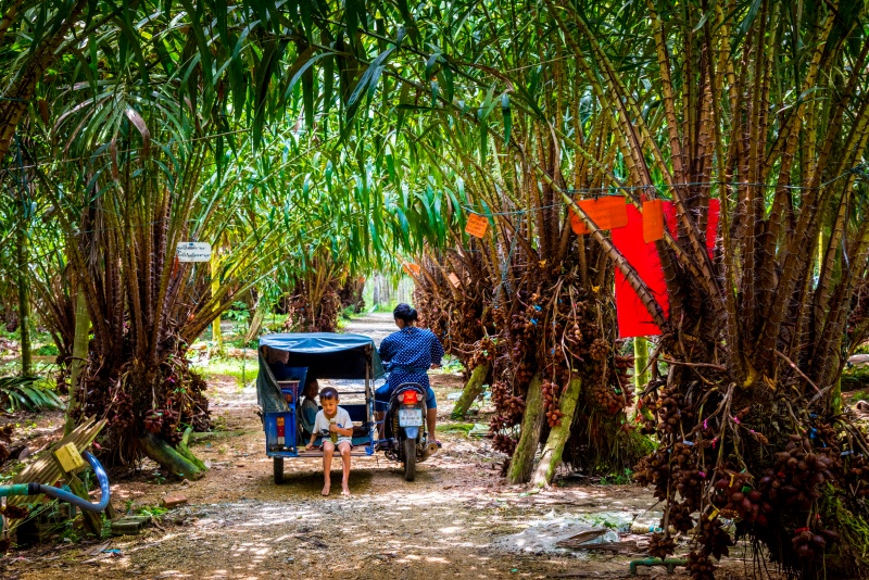 Eco-tourism at Uncle Thun's Salak Plantation