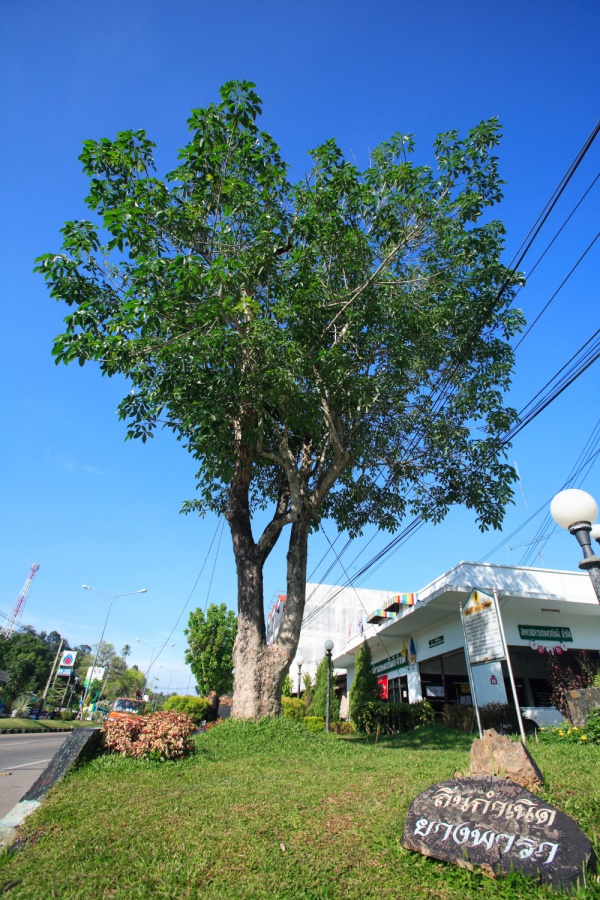 The First Rubber Tree In Thailand