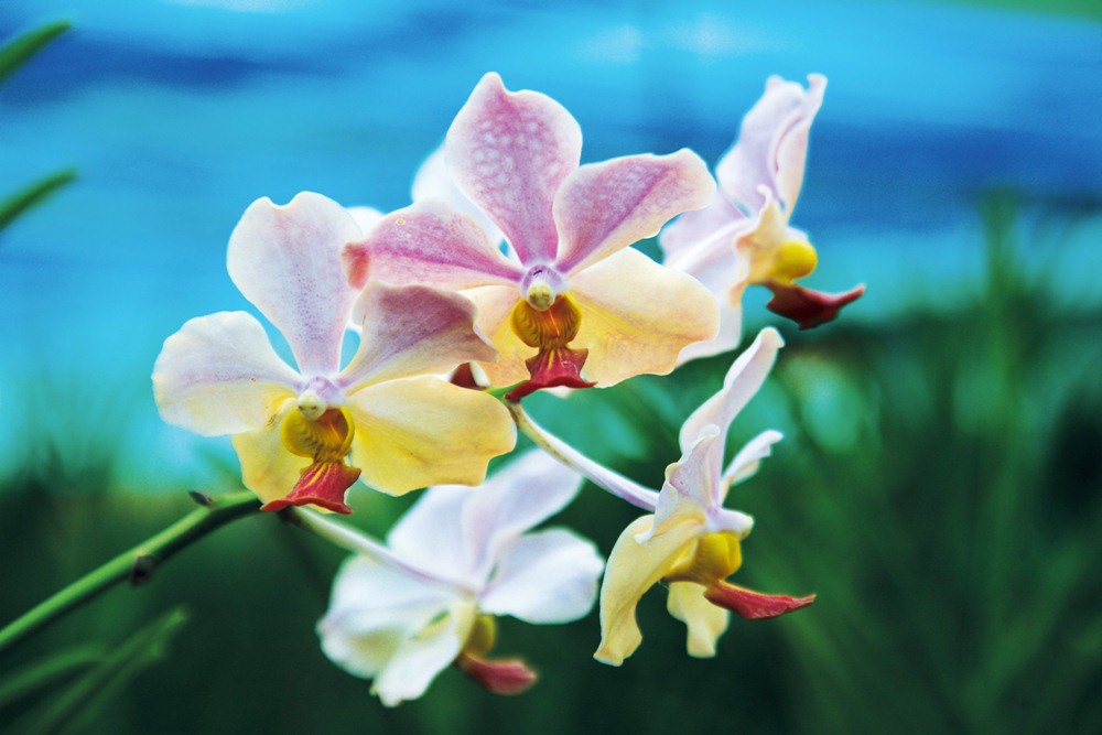 Udon Sunshine Orchid Farm