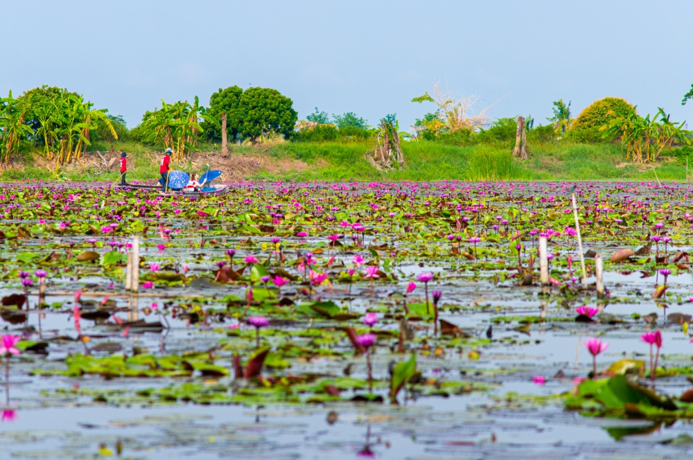 Thung Bua Daeng Na Bang Len Floating Market