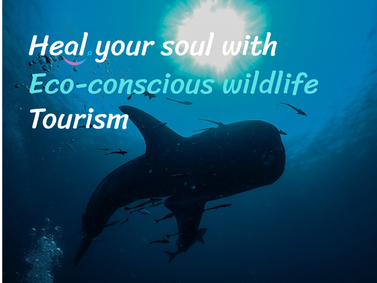 Heal your soul with Eco-conscious wildlife Tourism