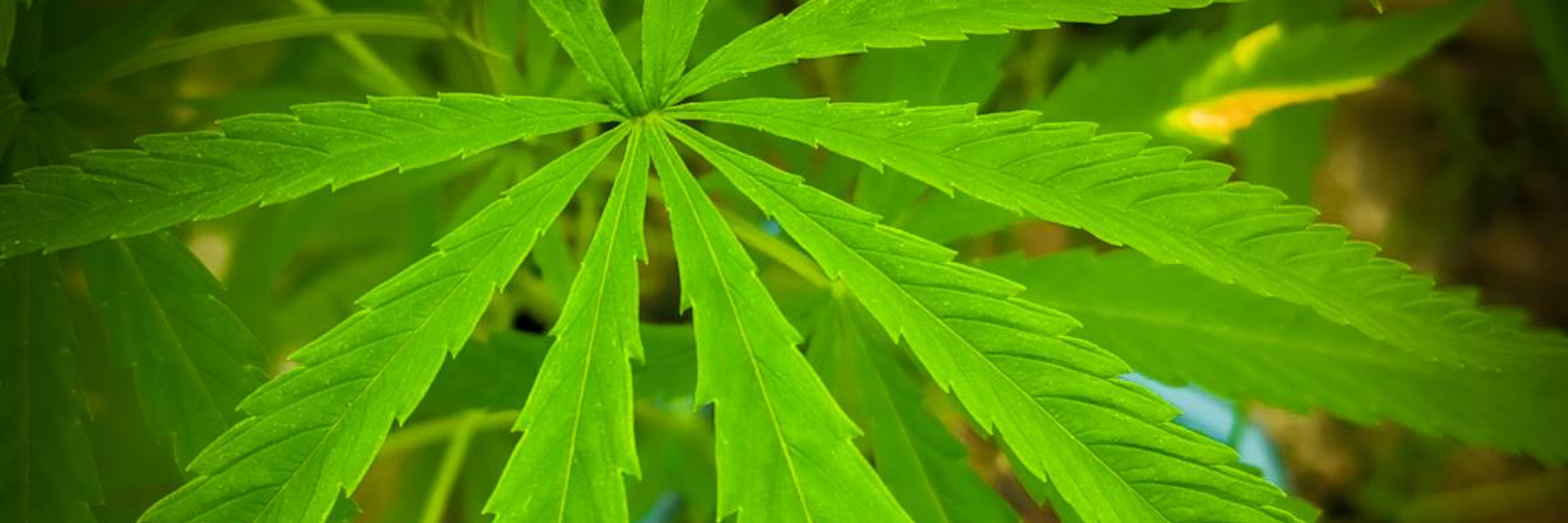 10 Things Tourists need to know about cannabis in Thailand