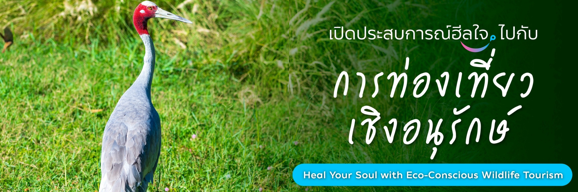 Heal your soul with Eco-conscious wildlife Tourism