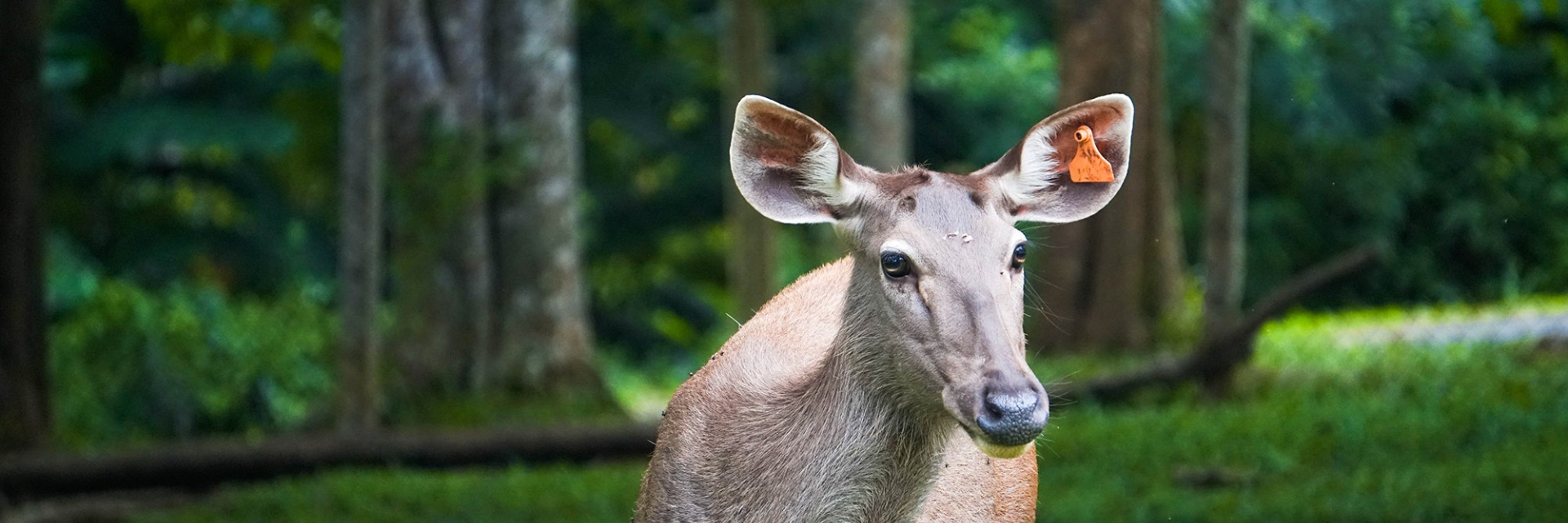 Khao Kho Open Zoo - Phetchabun