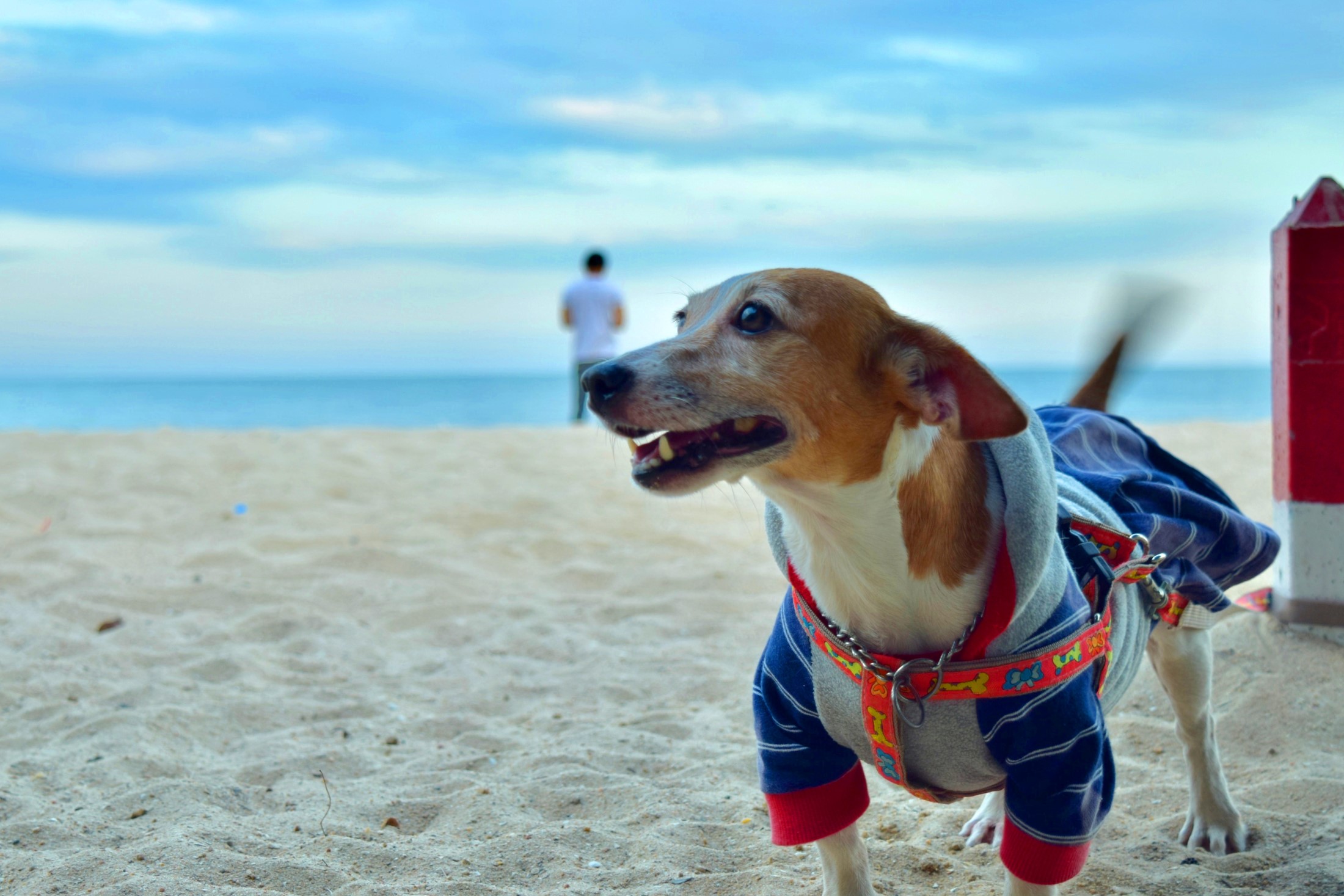 48-hour with four-legged friends at Phetchaburi-Ratchaburi