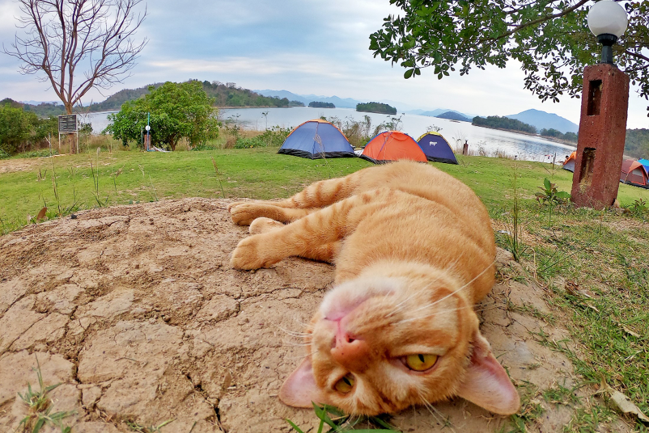 48-hour with four-legged friends at Phetchaburi-Ratchaburi