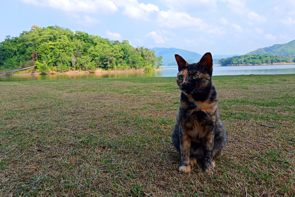 48-hour with four-legged friends at Phetchaburi-Ratchaburi