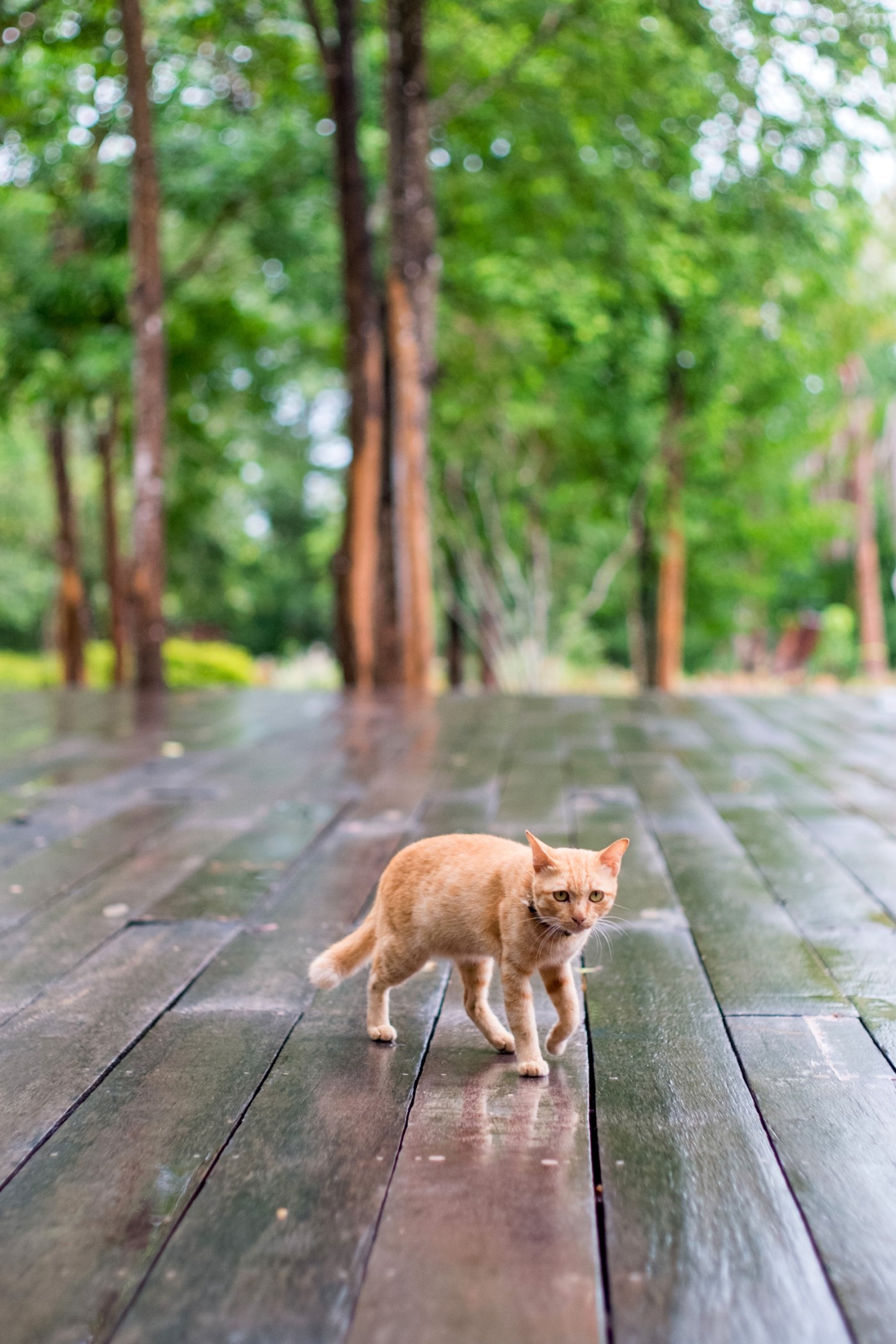 48-hour with four-legged friends at Phetchaburi-Ratchaburi