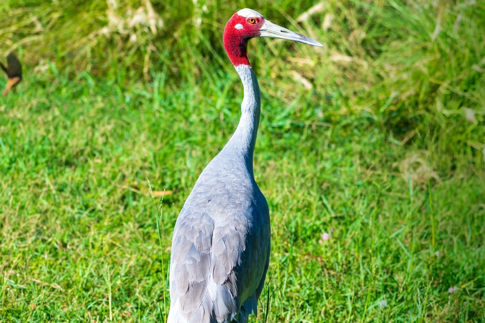 Heal your soul with Eco-conscious wildlife Tourism