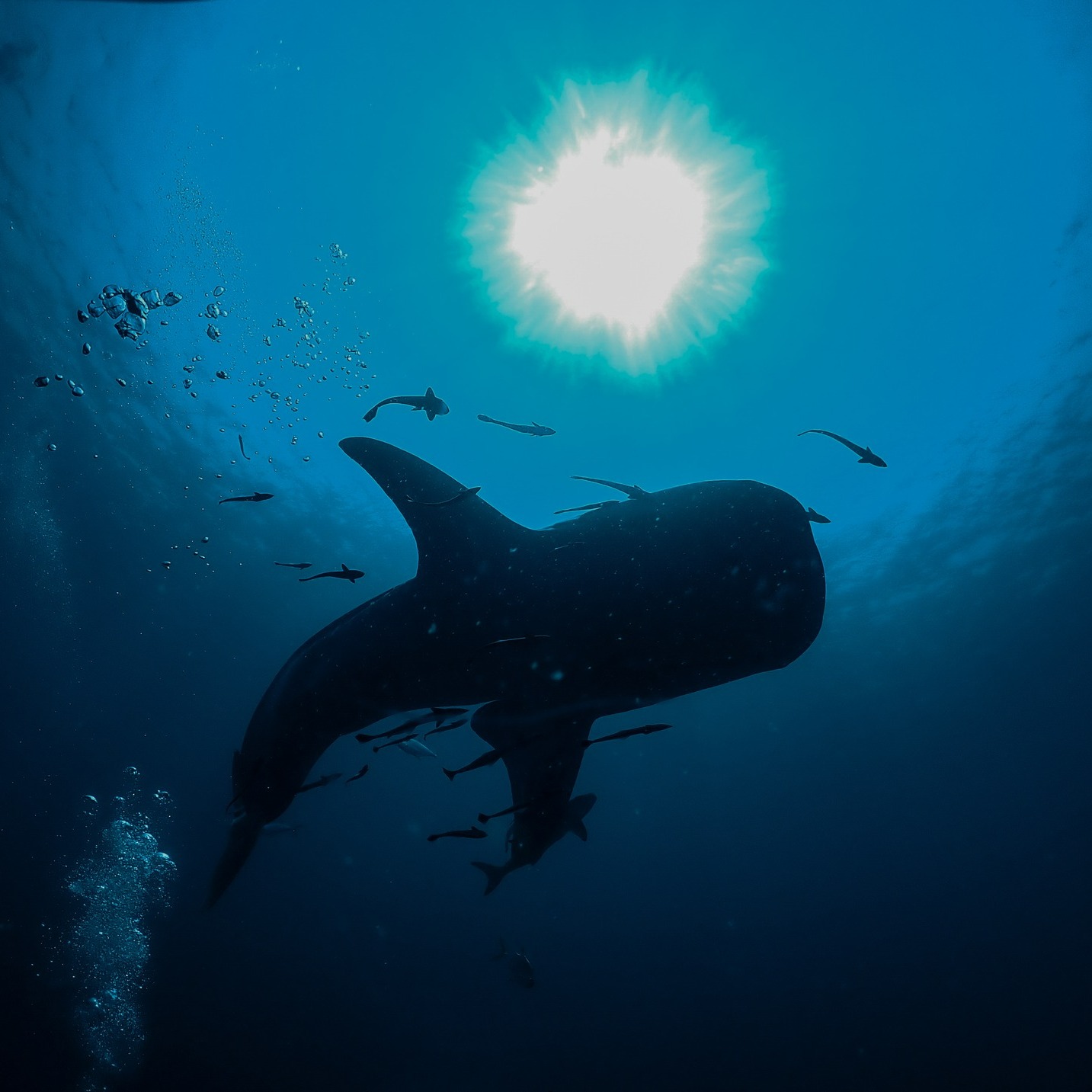 Heal your soul with Eco-conscious wildlife Tourism