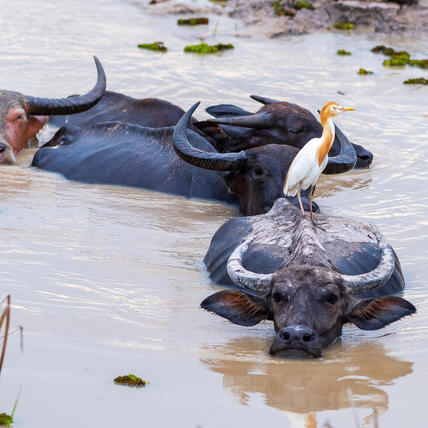 Heal your soul with Eco-conscious wildlife Tourism