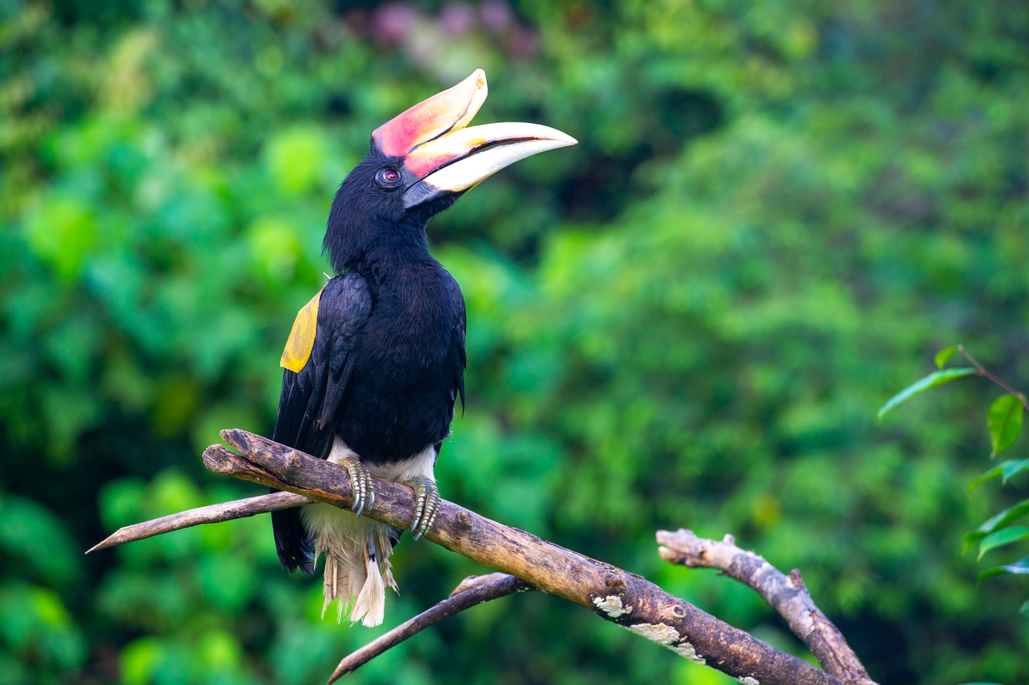 Heal your soul with Eco-conscious wildlife Tourism