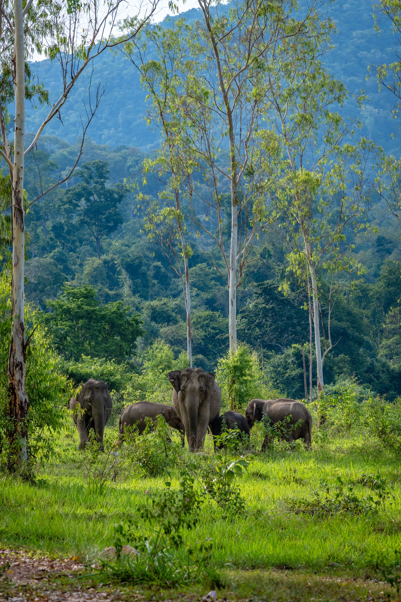 Heal your soul with Eco-conscious wildlife Tourism