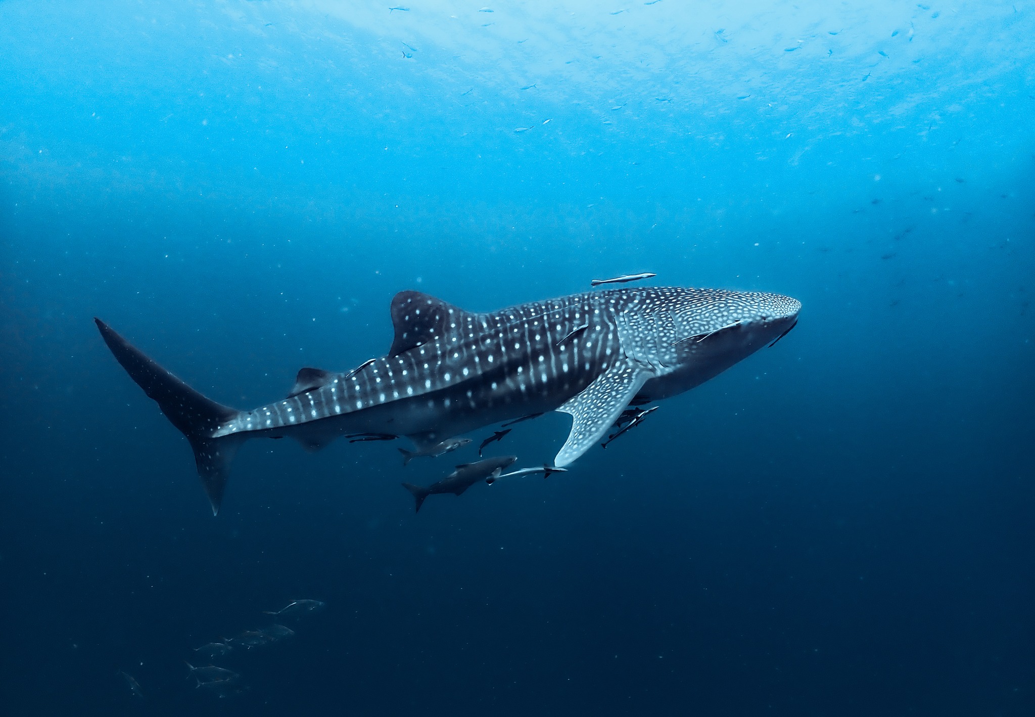 Heal your soul with Eco-conscious wildlife Tourism
