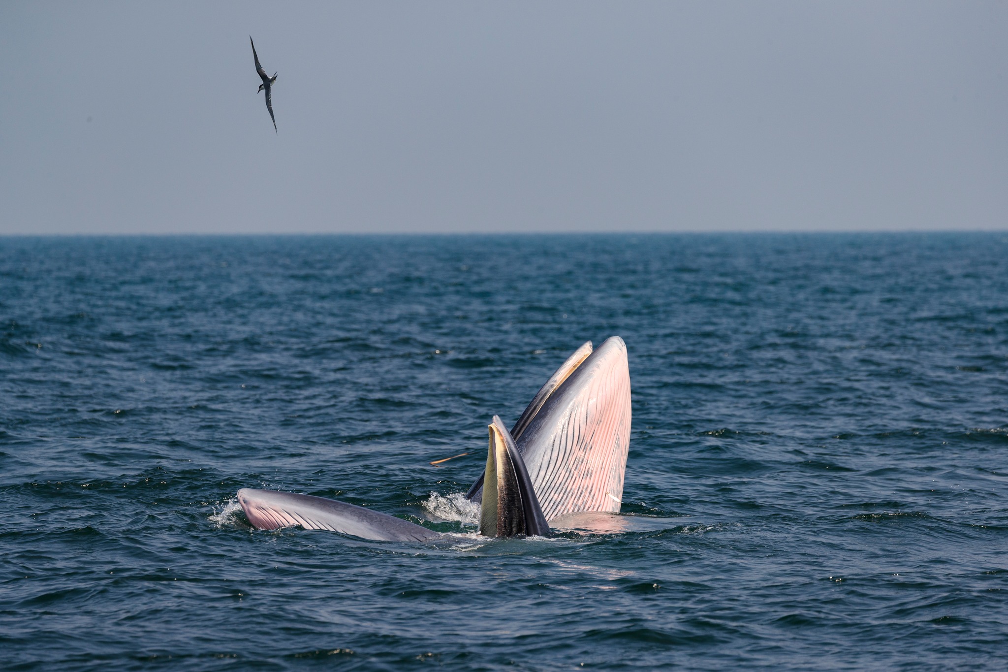 Heal your soul with Eco-conscious wildlife Tourism