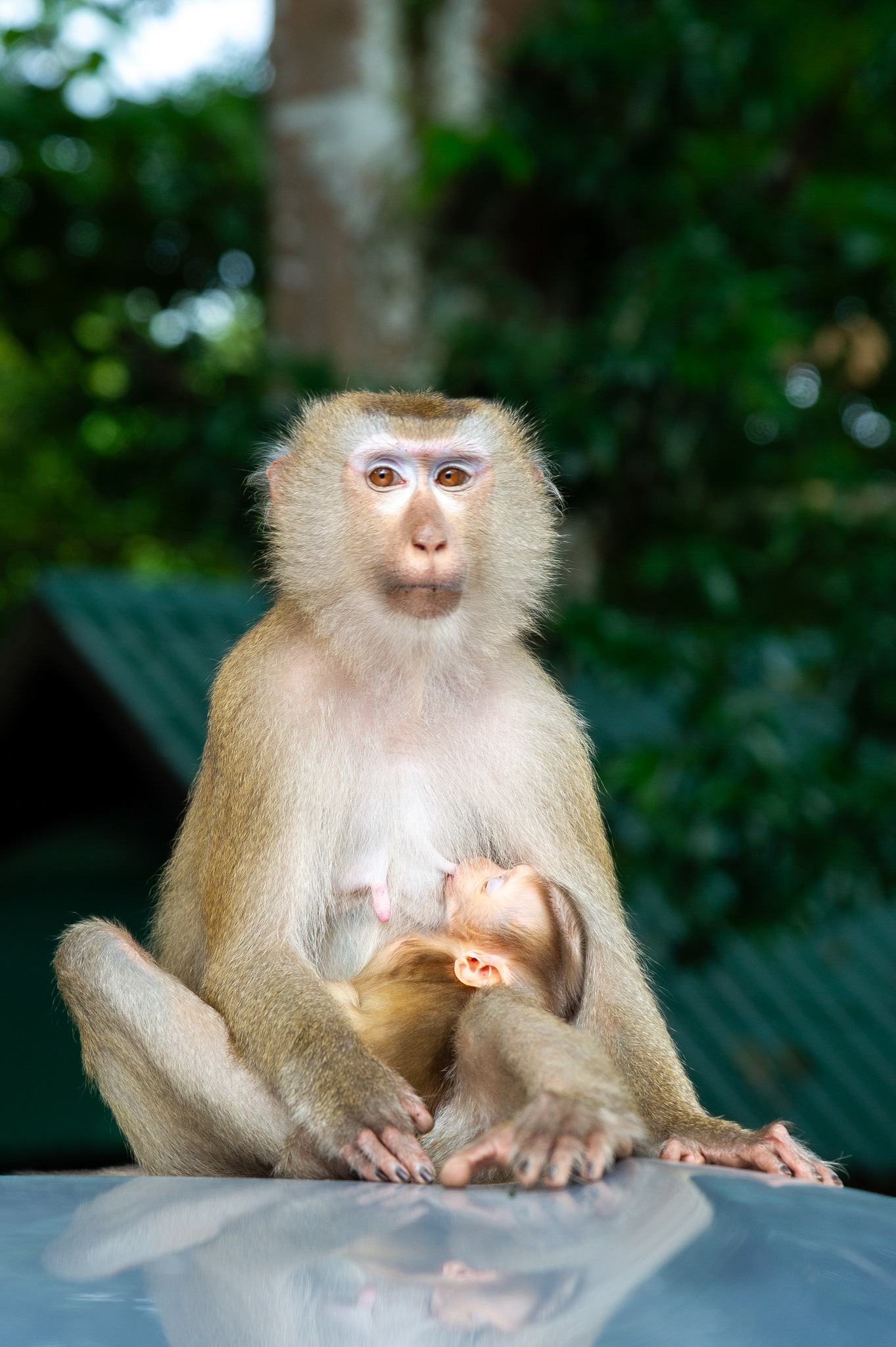 Heal your soul with Eco-conscious wildlife Tourism