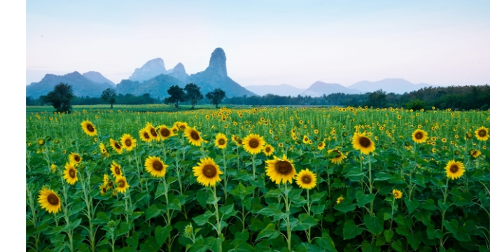 10 THINGS TO DO IN LOP BURI