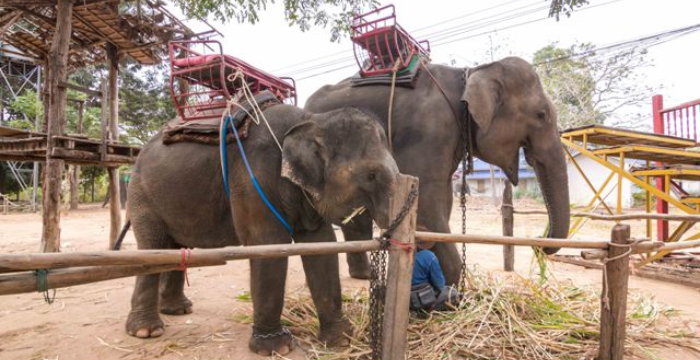 10 THINGS TO DO IN SURIN