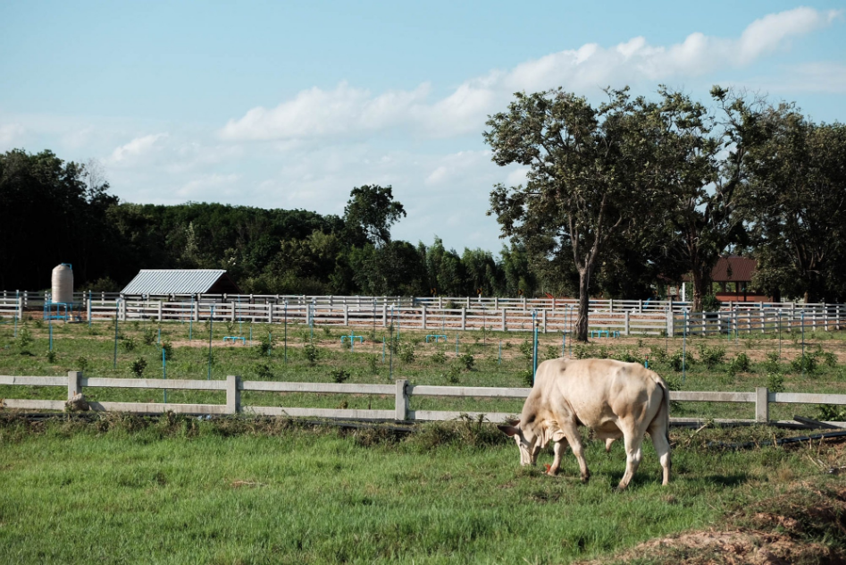 3 attractions in Surin - warm your heart with the story of sufficiency agriculture in Surin